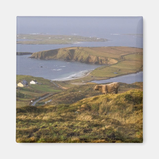 Imã Costa Irlandesa Pastoral (Frente)