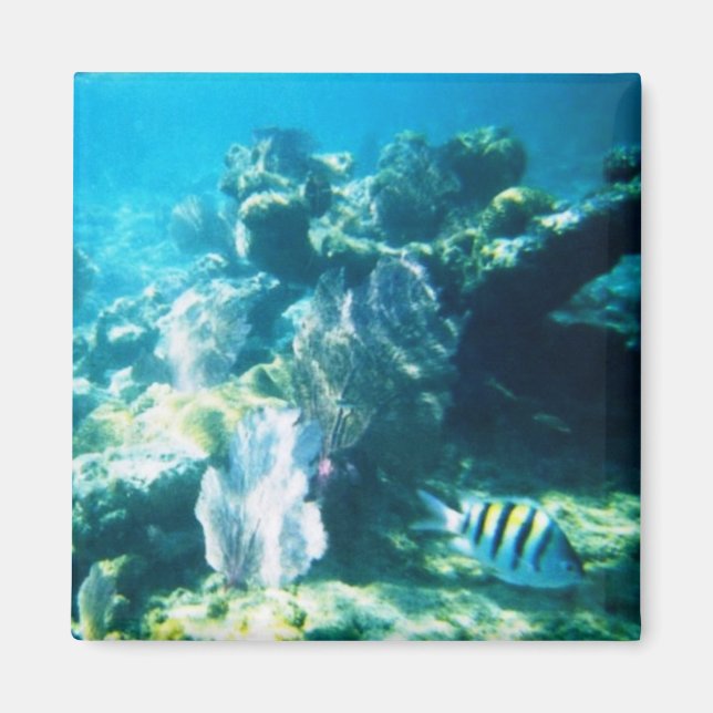 Imã Costa Maya Reef Magnet (Frente)