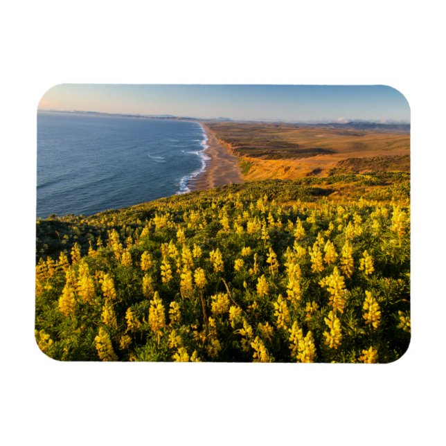Ímã Costa Nacional de Point Reyes Califórnia (Horizontal)