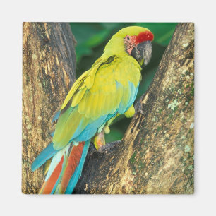 Imã Costa Rica, Ara Ambigua, grande Macaw. verde