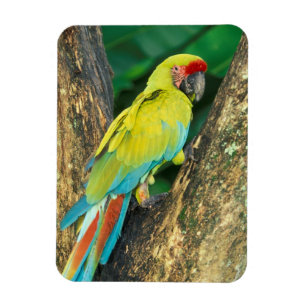 Ímã Costa Rica, Arara Ambigua, Grande Arara Verde.