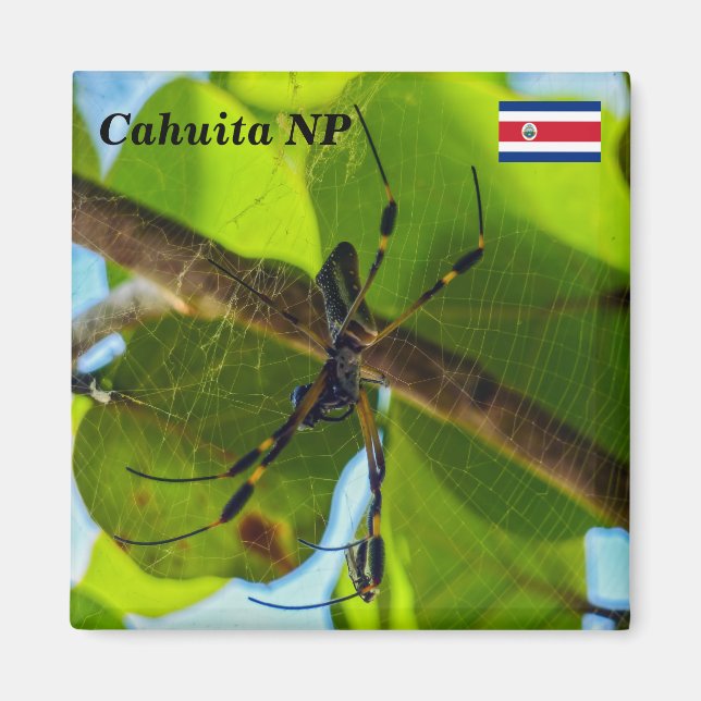 Imã Costa Rica, Cahuita NP - Aranha Ouro (Frente)