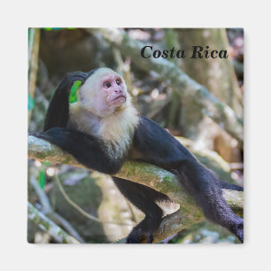 Imã Costa Rica - Macaco-prego branco