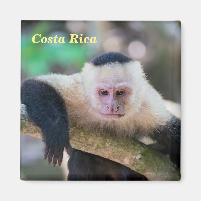 Imã Costa Rica - Macaco-prego branco (Frente)