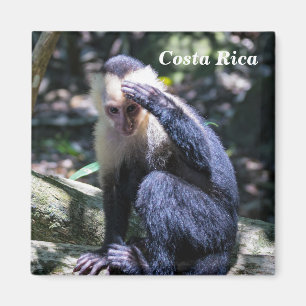 Imã Costa Rica - Macaco-prego branco