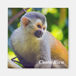 Imã Costa Rica, Manuel Antonio - Macaco-esquilo