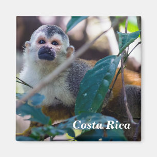Imã Costa Rica, Manuel Antonio - Macaco-esquilo