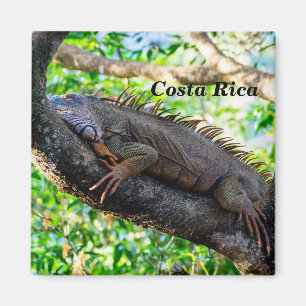 Imã Costa Rica, Muelle - Iguana preguiçosa descansand