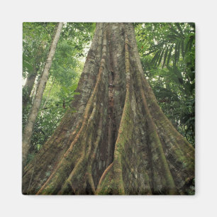 Imã Costa Rica, Parque Nacional Corcovado, Apoiada