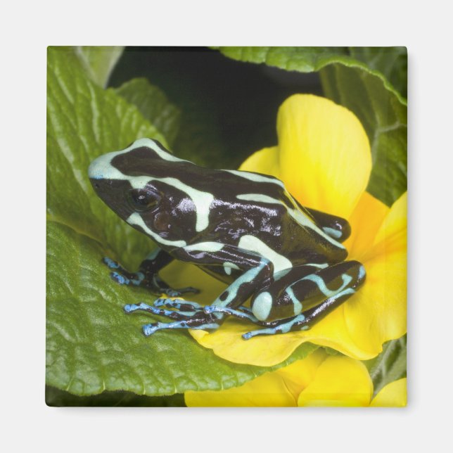 Imã Costa Rica, Península de Osa (Frente)