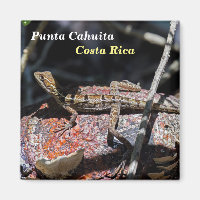 Costa Rica, Punta Cahuita - Female basilisk Lizard