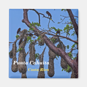 Imã Costa Rica, Punta Cahuita - Psarocolius decumanus