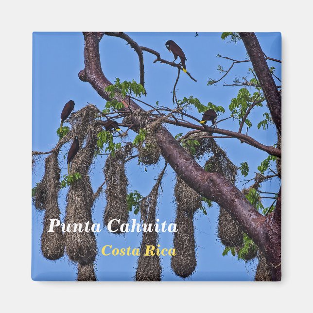 Imã Costa Rica, Punta Cahuita - Psarocolius decumanus (Frente)