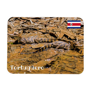 Ímã Costa Rica, Tortuguero - Baby crocodilos