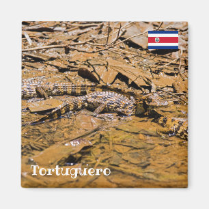 Imã Costa Rica, Tortuguero - Baby crocodilos