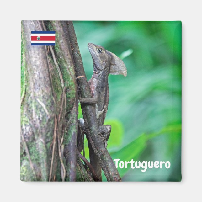 Imã Costa Rica, Tortuguero - Basilisk Lizard (Frente)