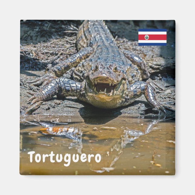 Imã Costa Rica, Tortuguero - Crocodilo agressivo (Frente)