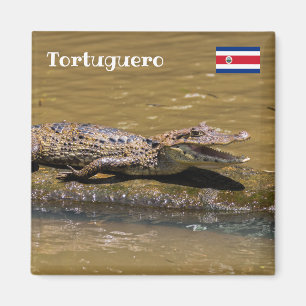 Imã Costa Rica, Tortuguero - Crocodilo sorridente