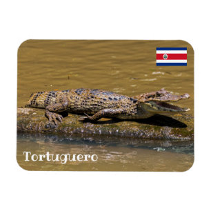 Ímã Costa Rica, Tortuguero - Crocodilo sorridente