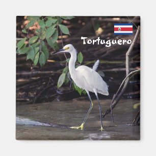 Imã Costa Rica, Tortuguero - Egretta thula
