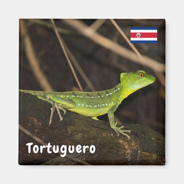 Imã Costa Rica, Tortuguero - Emerald Basilisk Lizard (Frente)