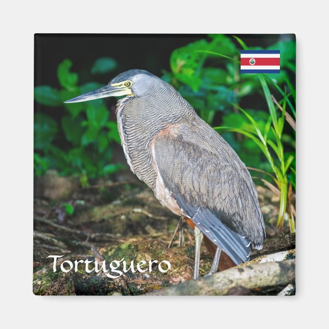 Imã Costa Rica, Tortuguero - Heron (Frente)
