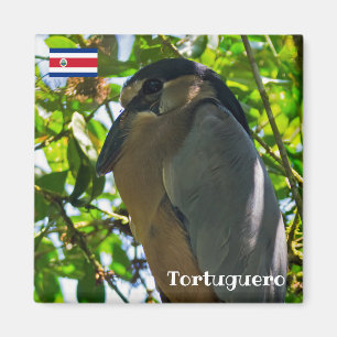 Imã Costa Rica, Tortuguero - Heron barqueiro