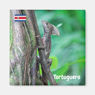 Imã Costa Rica, Tortuguero - Lagarto Basilisco