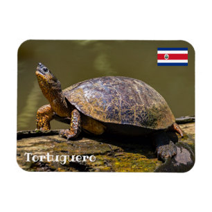 Ímã Costa Rica, Tortuguero - Tartaruga do Rio