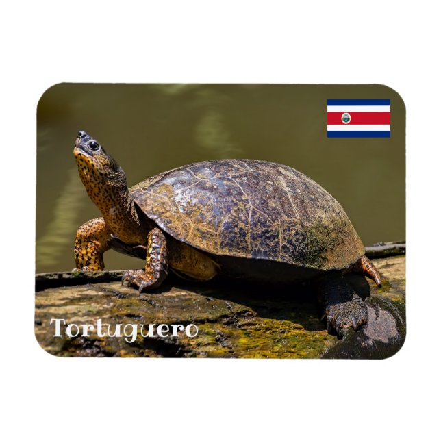 Ímã Costa Rica, Tortuguero - Tartaruga do Rio (Horizontal)