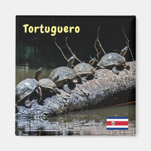 Imã Costa Rica, Tortuguero - Tartarugas
