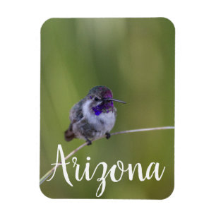 Ímã Costa's Hummingbird em agosto, Arizona