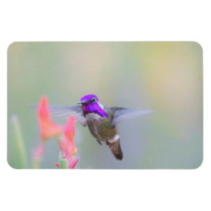 Ímã Costa's Hummingbird em aproximação