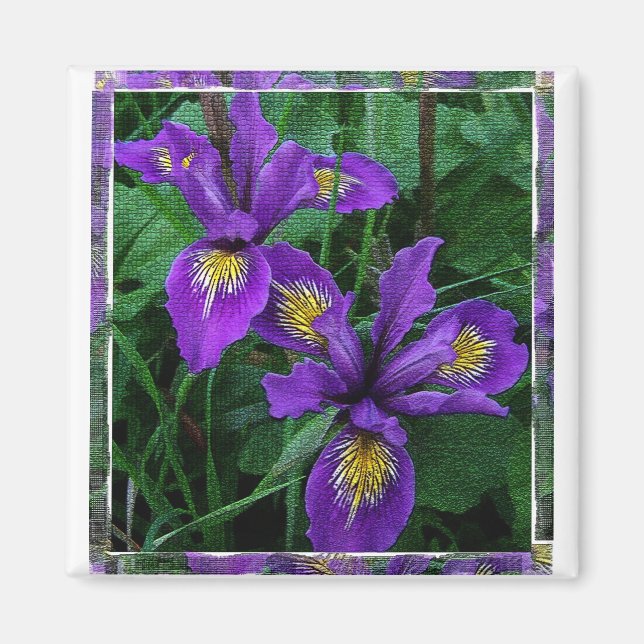 Imã Costeira do Pacífico (Douglas) íris - Magnet (Frente)