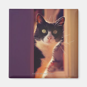 Imã costela do benalamadena, malaga, Costa del Sol,