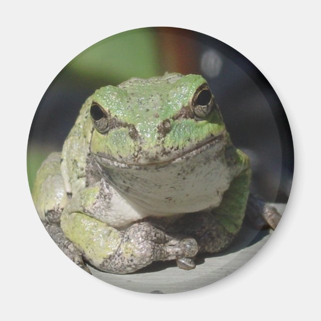 Imã costeleta (Frente)