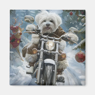 Imã Coton De Tulear Cachorro Dirigindo Motocicleta Nat