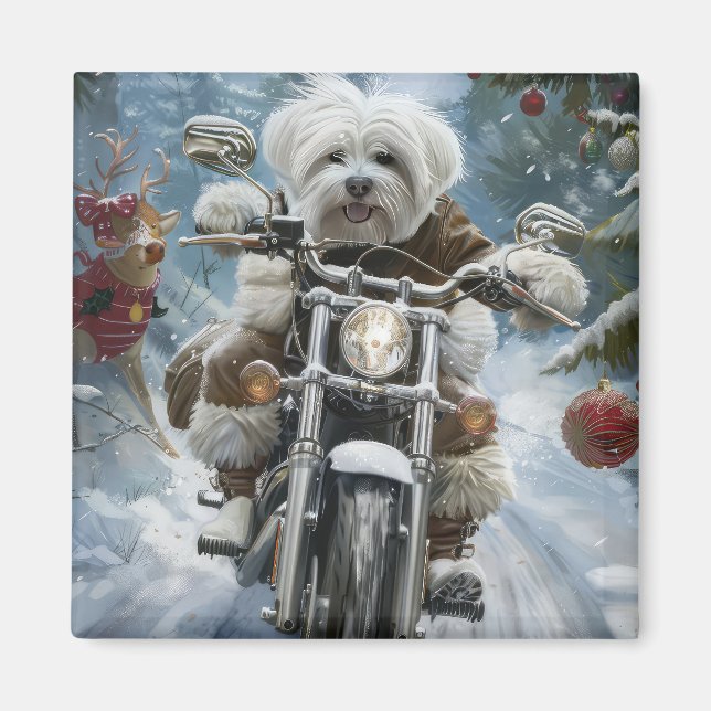 Imã Coton De Tulear Cachorro Dirigindo Motocicleta Nat (Frente)