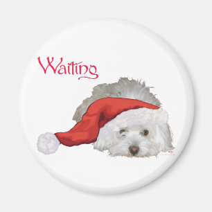 Imã Coton de Tulear - Esperando