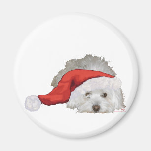 Imã Coton de Tulear - Esperando