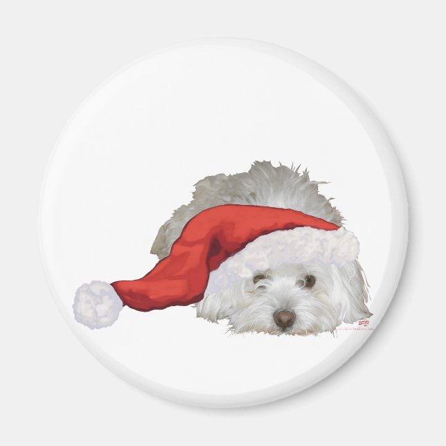 Imã Coton de Tulear - Esperando (Frente)