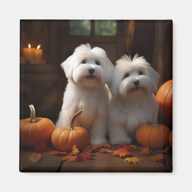 Imã Coton De Tulear Puppy Autumn Delight Pumpkin (Frente)