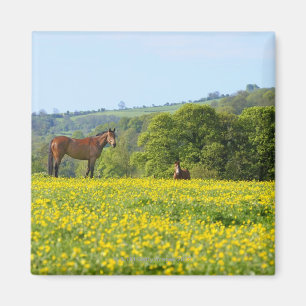 Imã Cotswolds, Reino Unido