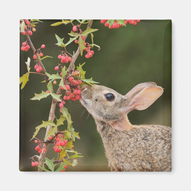 Imã Cottontail oriental | Sul do Texas (Frente)