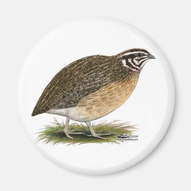 Imã Coturnix Pharaoh Quail (Frente)