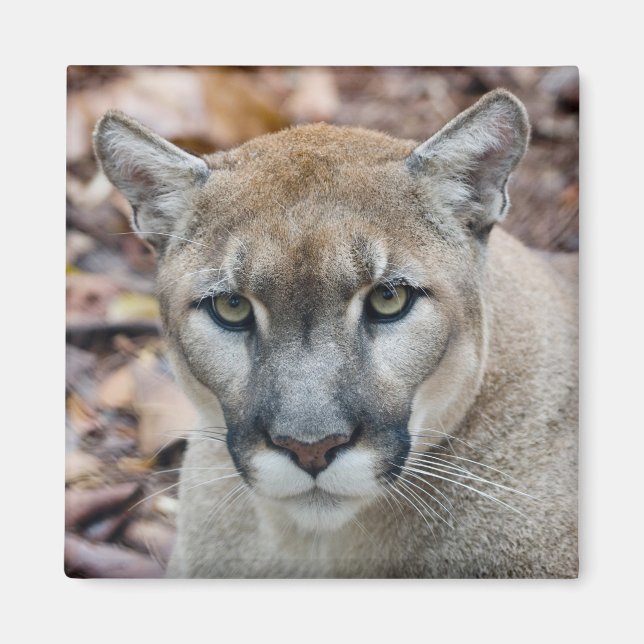 Imã Cougar, leão da montanha, Puma da Flórida (Frente)