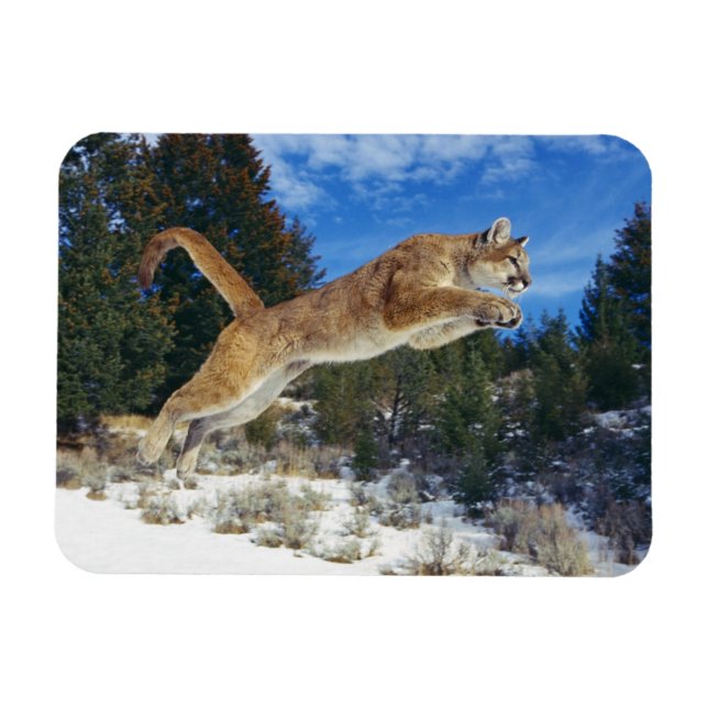 Ímã Cougar Magnet (Horizontal)