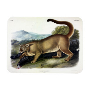 Ímã Cougar ou Puma, Pantera, Leão de Montanha, Catmont