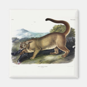 Imã Cougar ou Puma, Pantera, Leão de Montanha, Catmont