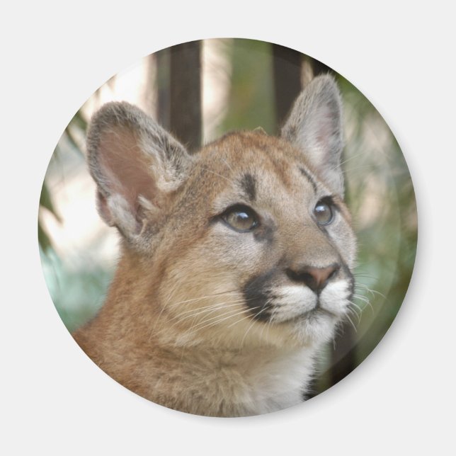 Imã cougarCub5-10x10 (Frente)